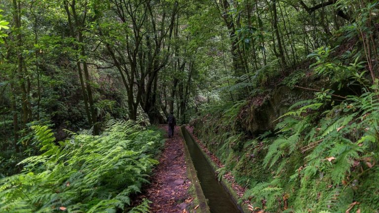 5 atracções da Ilha de Madeira - Floresta Laurissilva
